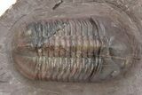 Top Quality Struveaspis Trilobite - Jorf, Morocco #341083-1